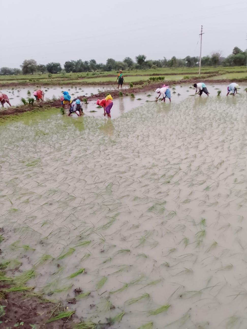 Farmers and Laborers working in a Paddy field. (Source: CKA Archives)