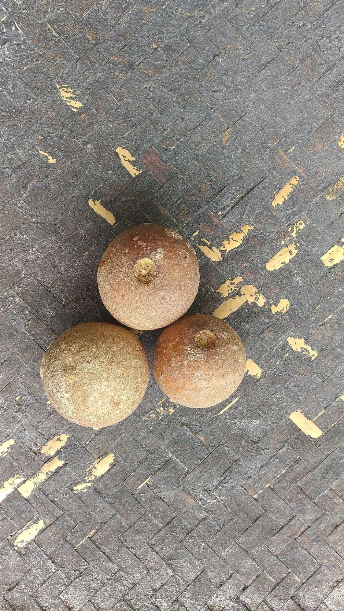 Kavath (Source: CKA Archives)