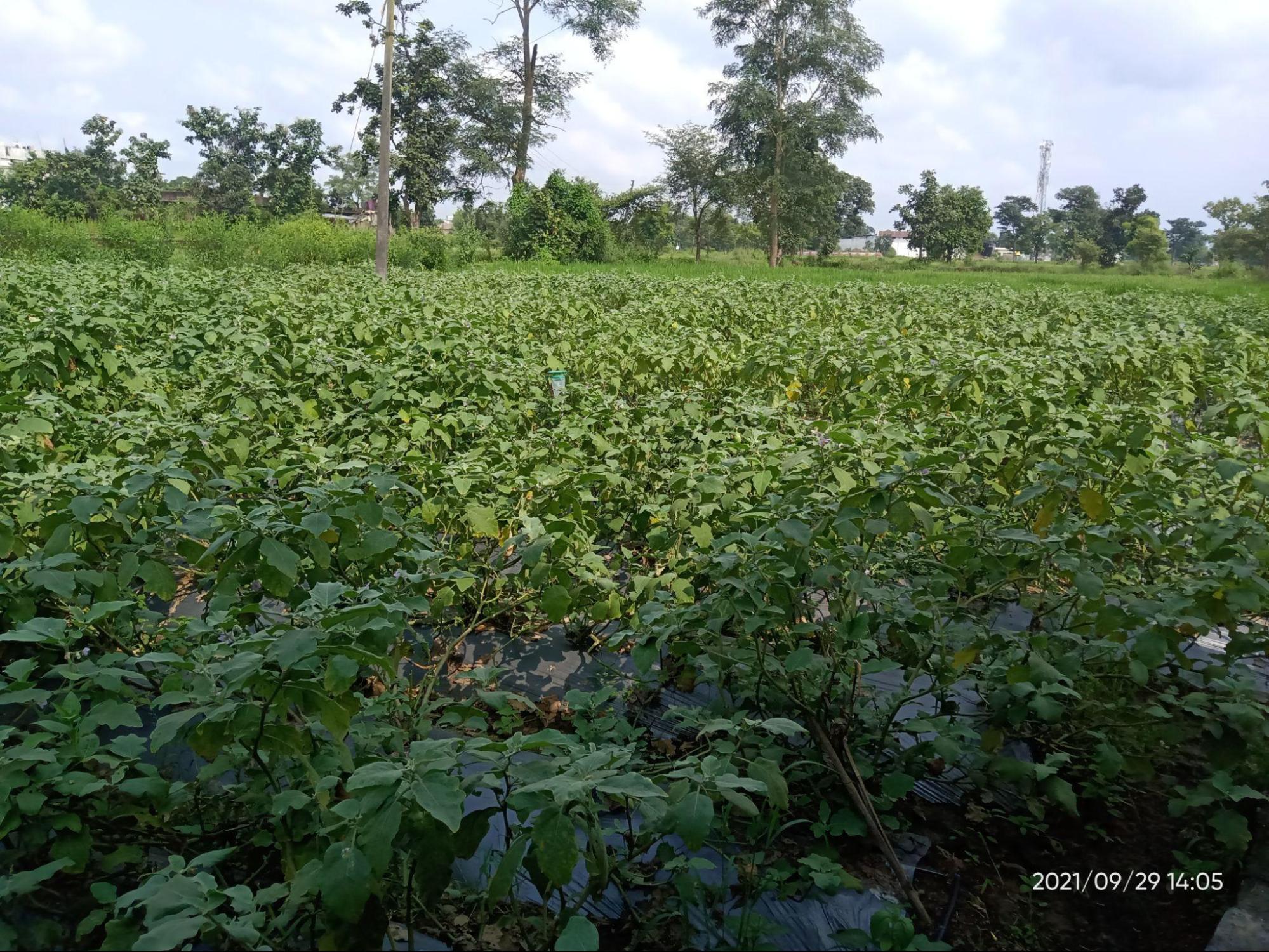 A lush Brinjal farm in Khamari. (Source: CKA Archives)