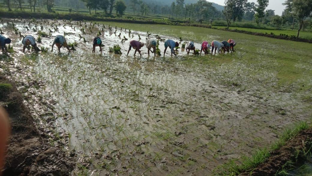 Paddy transplantation, locally known as Para lavni in Deori. (Source: CKA Archives)