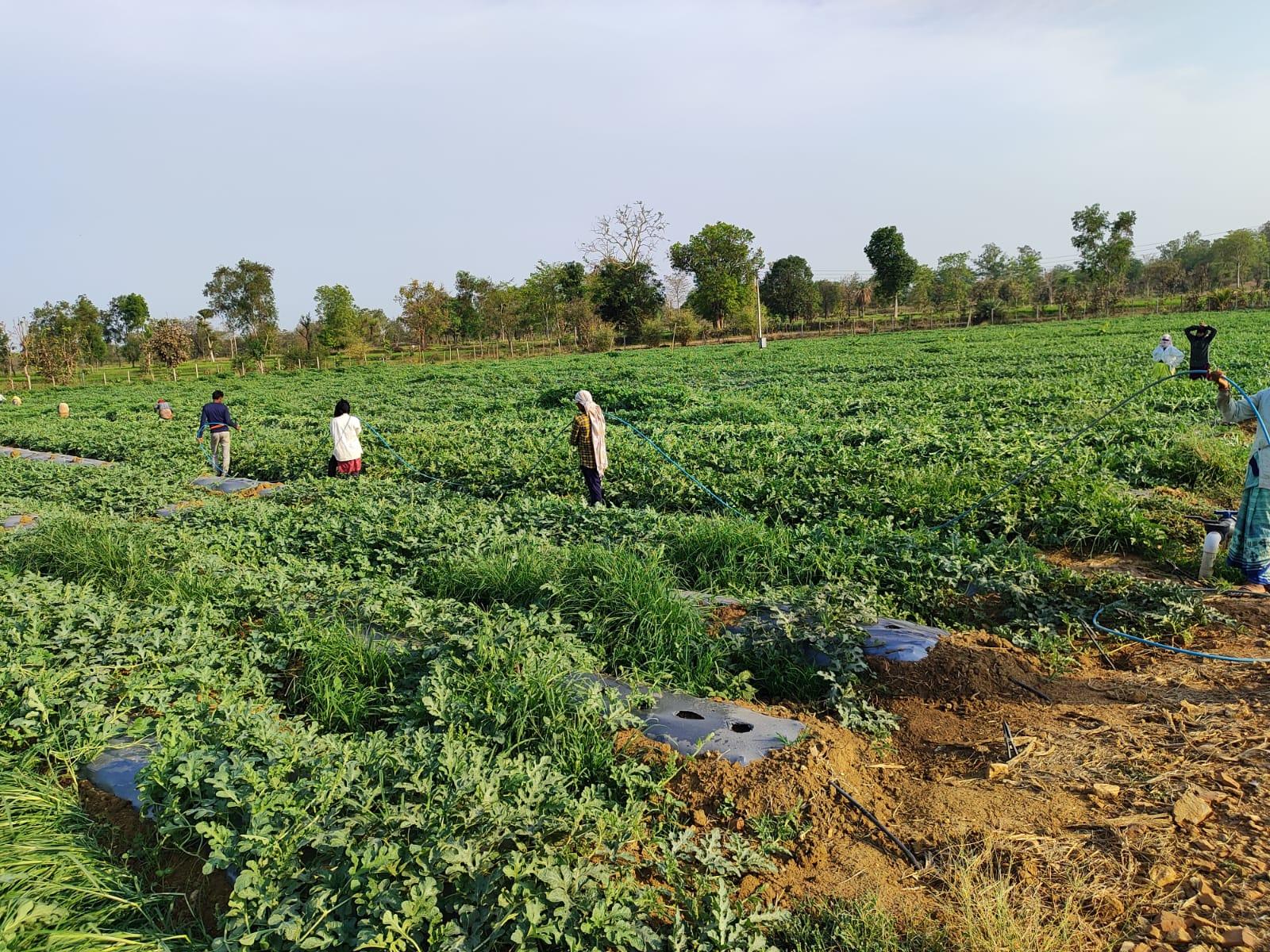 Women laborers working on a farm in the village of Morvahi. (Source: CKA Archives)