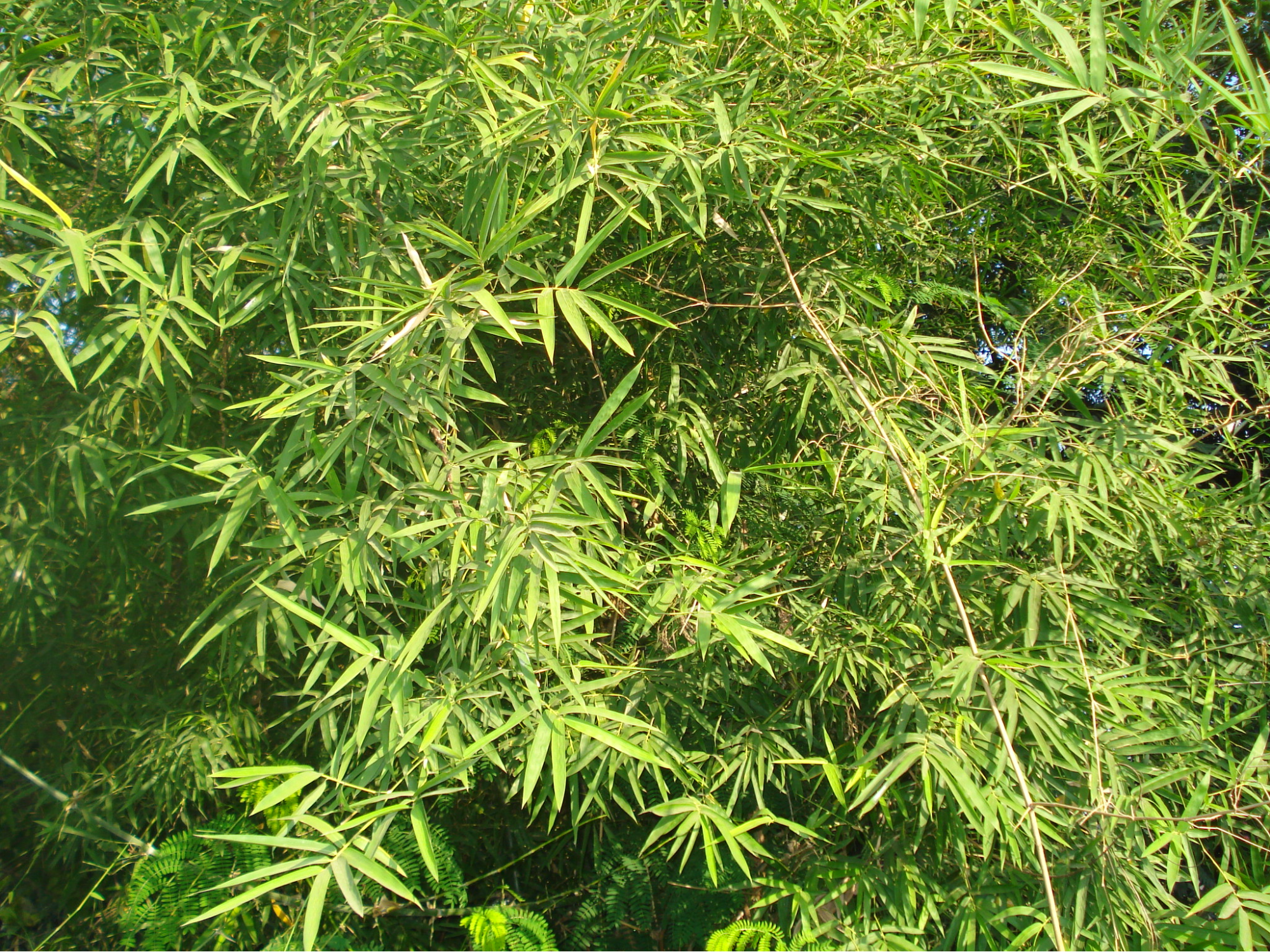 Bamboo forests form a significant component of the district's vegetation, with Dendrocalamus strictus being the predominant bamboo species.