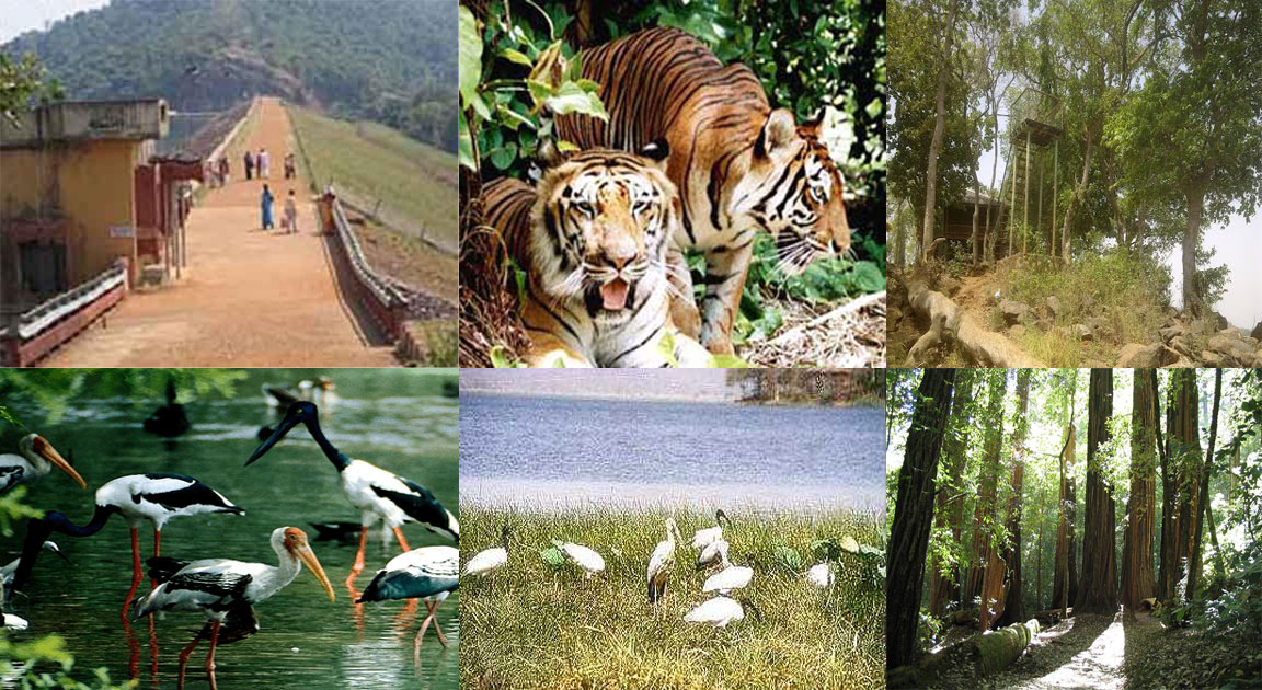 Navegaon National Park, located in the southern part of Gondia district, spans approximately 133.78 square kilometers. This national park is characterized by a mix of dry and moist forests, providing a habitat for diverse wildlife.