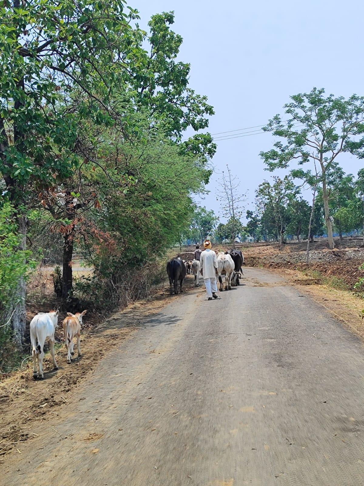 A farmer leading his cattle home (Source: CKA Archives)