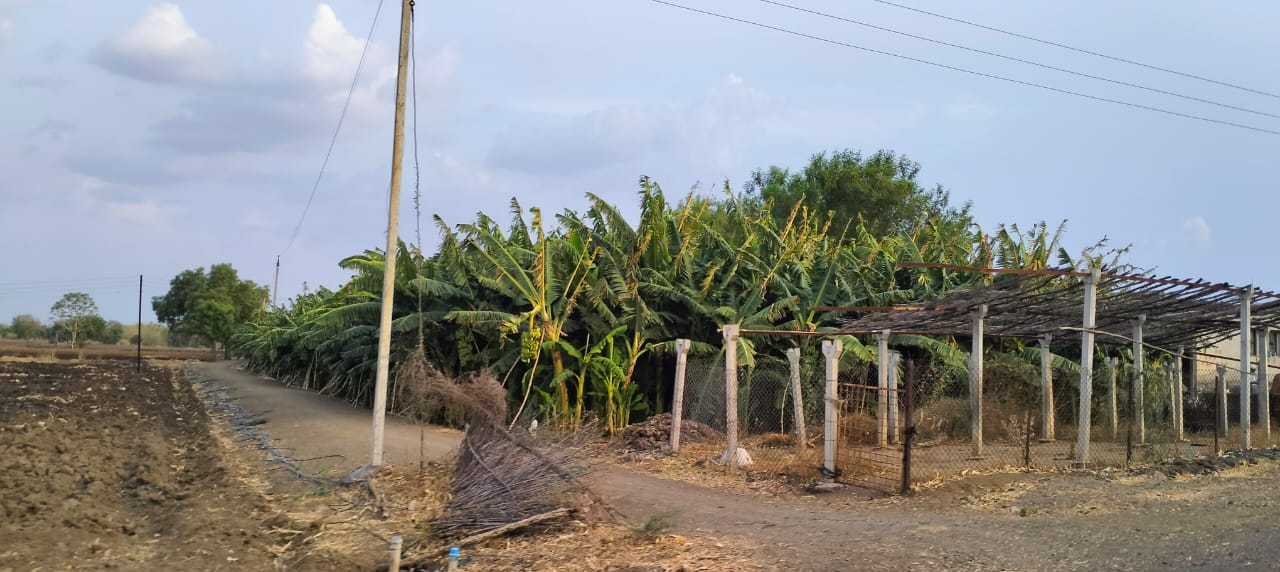 A Banana Orchard flourishing in the background. (Source: CKA Archives)