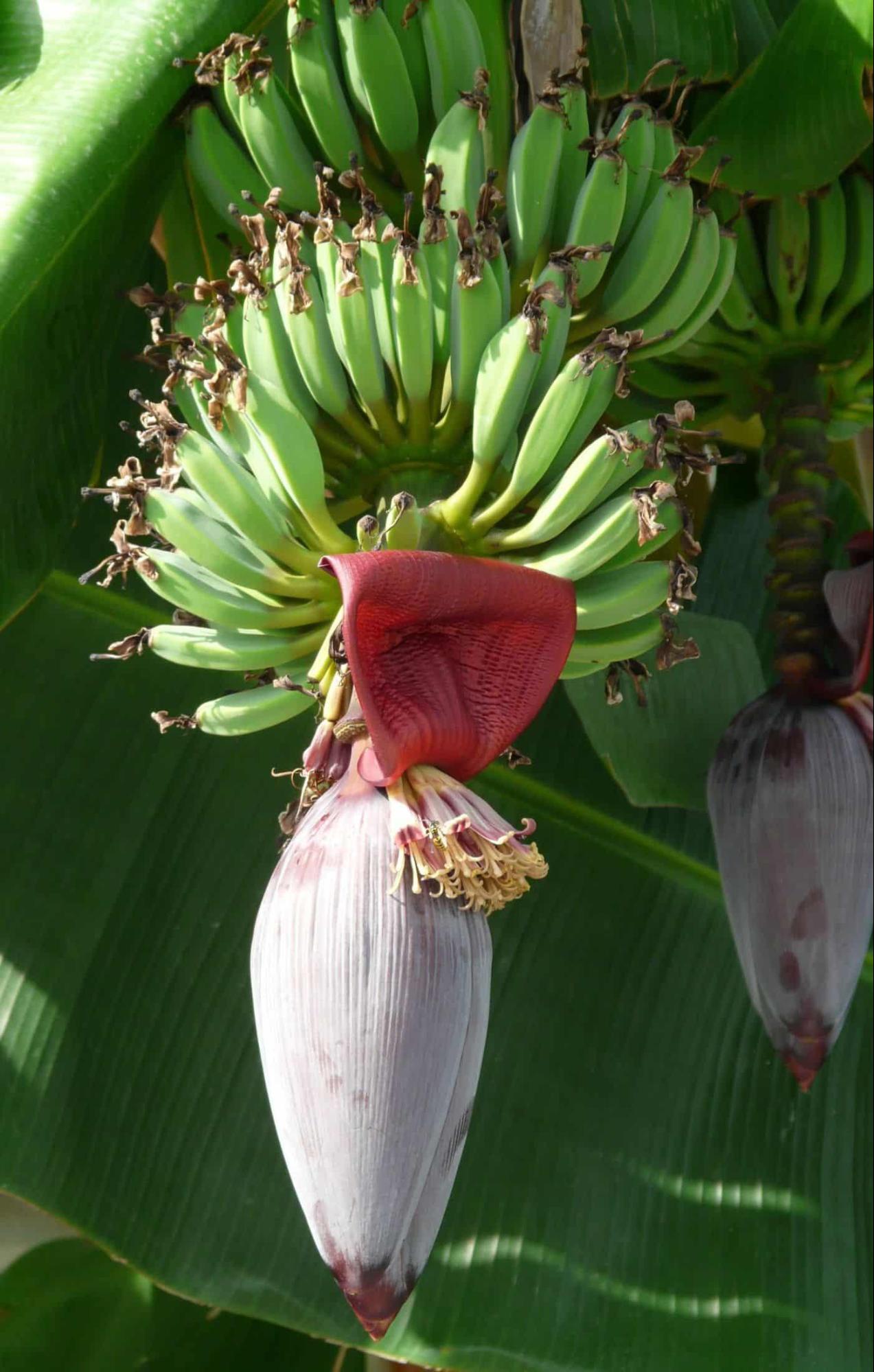 A male flower and unripe Bananas on a mature tree. (Source: CKA Archives)
