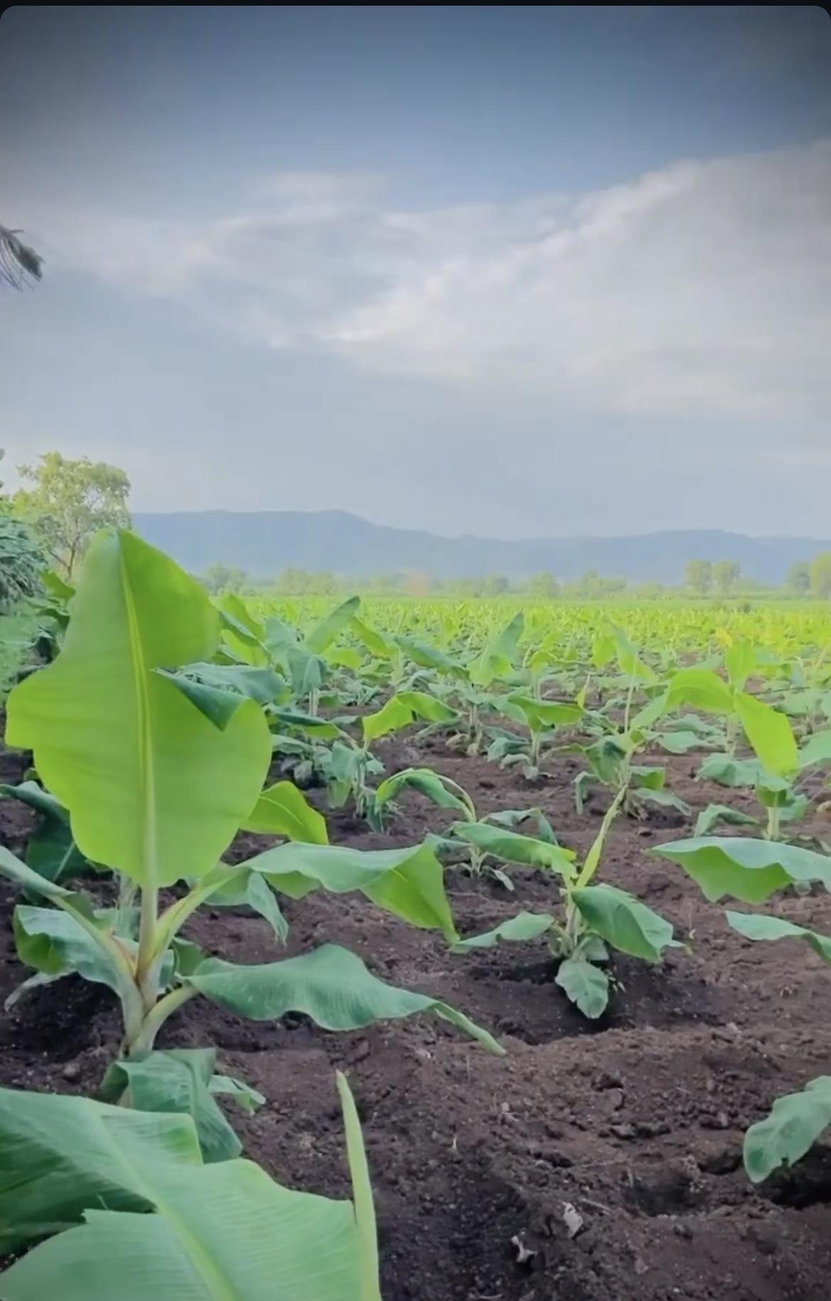Banana plantsgrowaftera fewmonths of growth. (Source: CKA Archives)