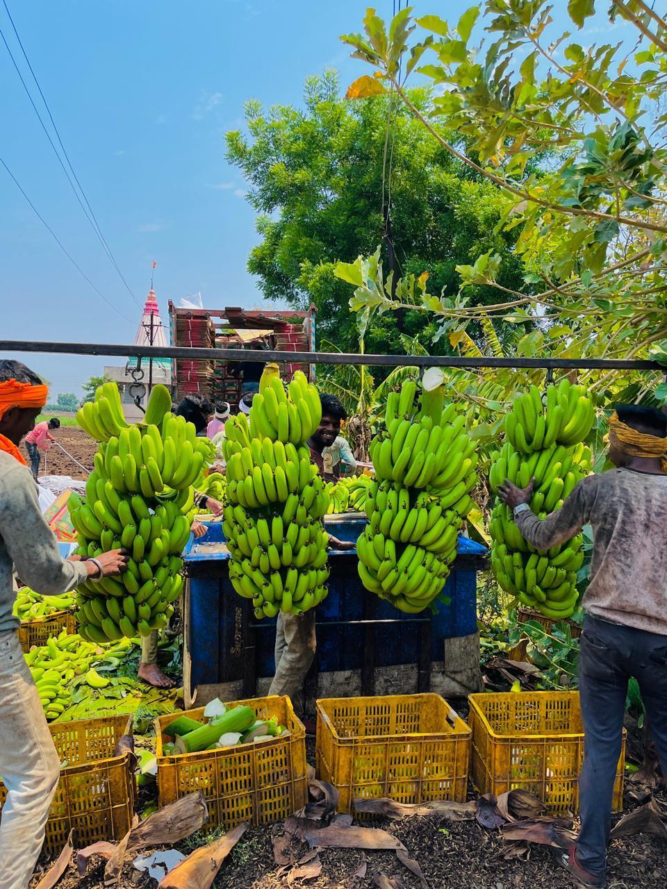Bananas are being harvested with a lot of care to avoid damage. (Source: CKA Archives).