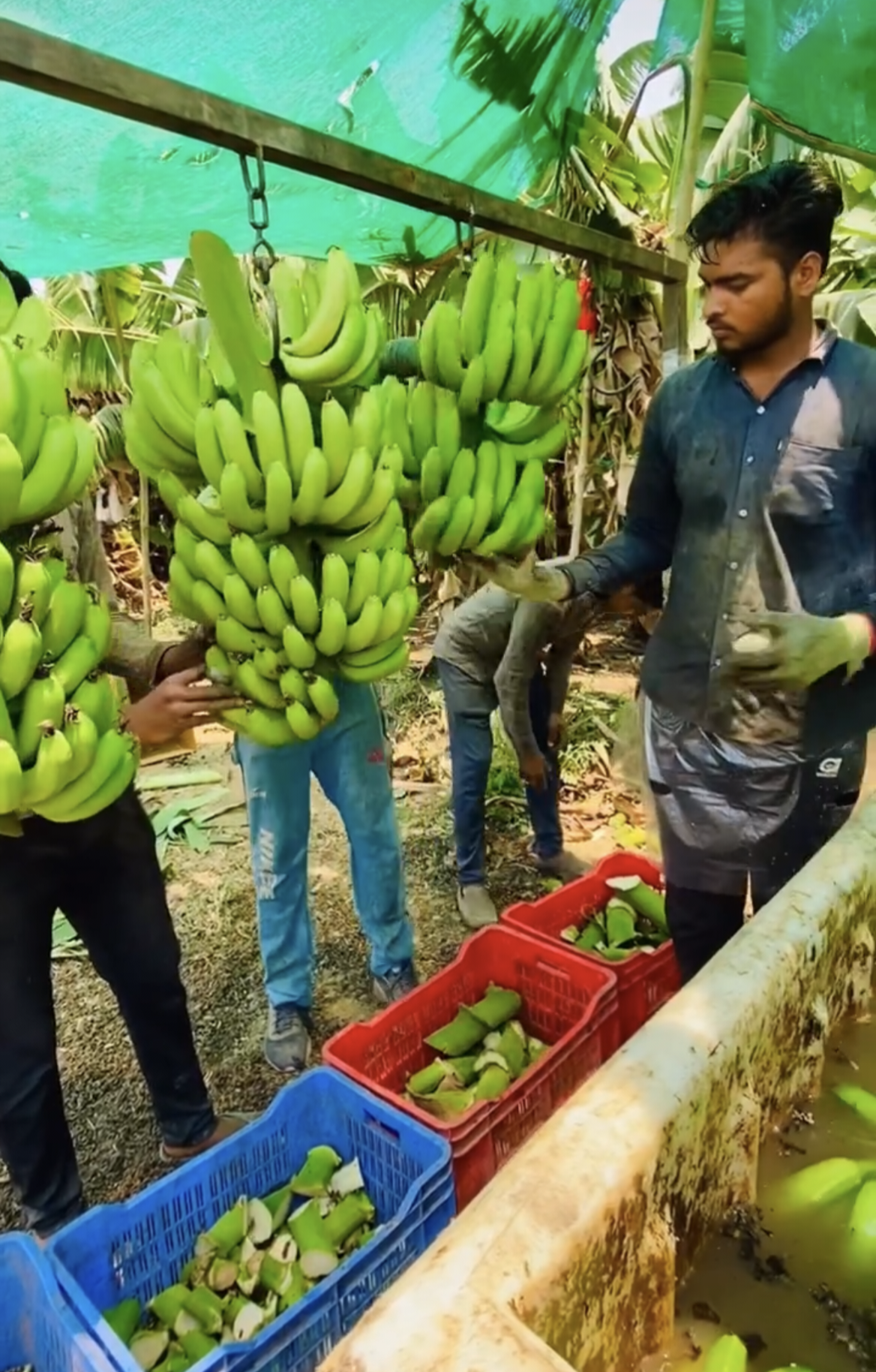 Bananas are to be harvested with a lot of care and precision. (Source: CKA Archives)