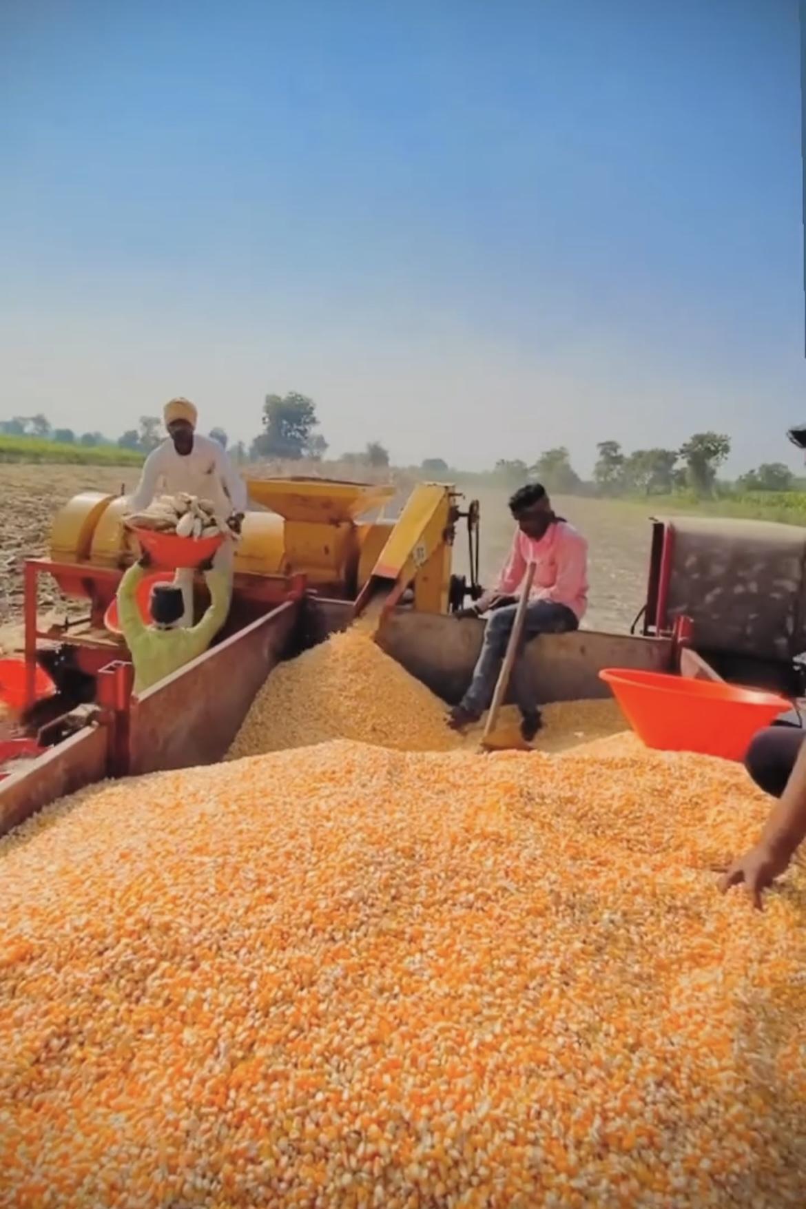 Corn is being harvested with the use of machinery. (Source: CKA Archives).
