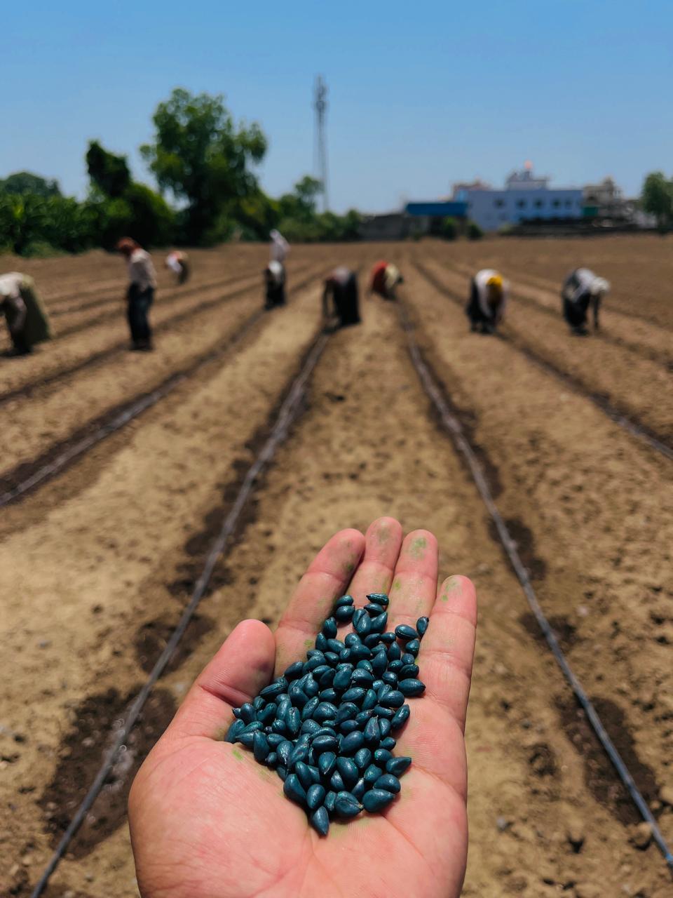 Cotton Seeds are in the foreground, while laborers work in a drip irrigation system field in the background. (Source: CKA Archives)