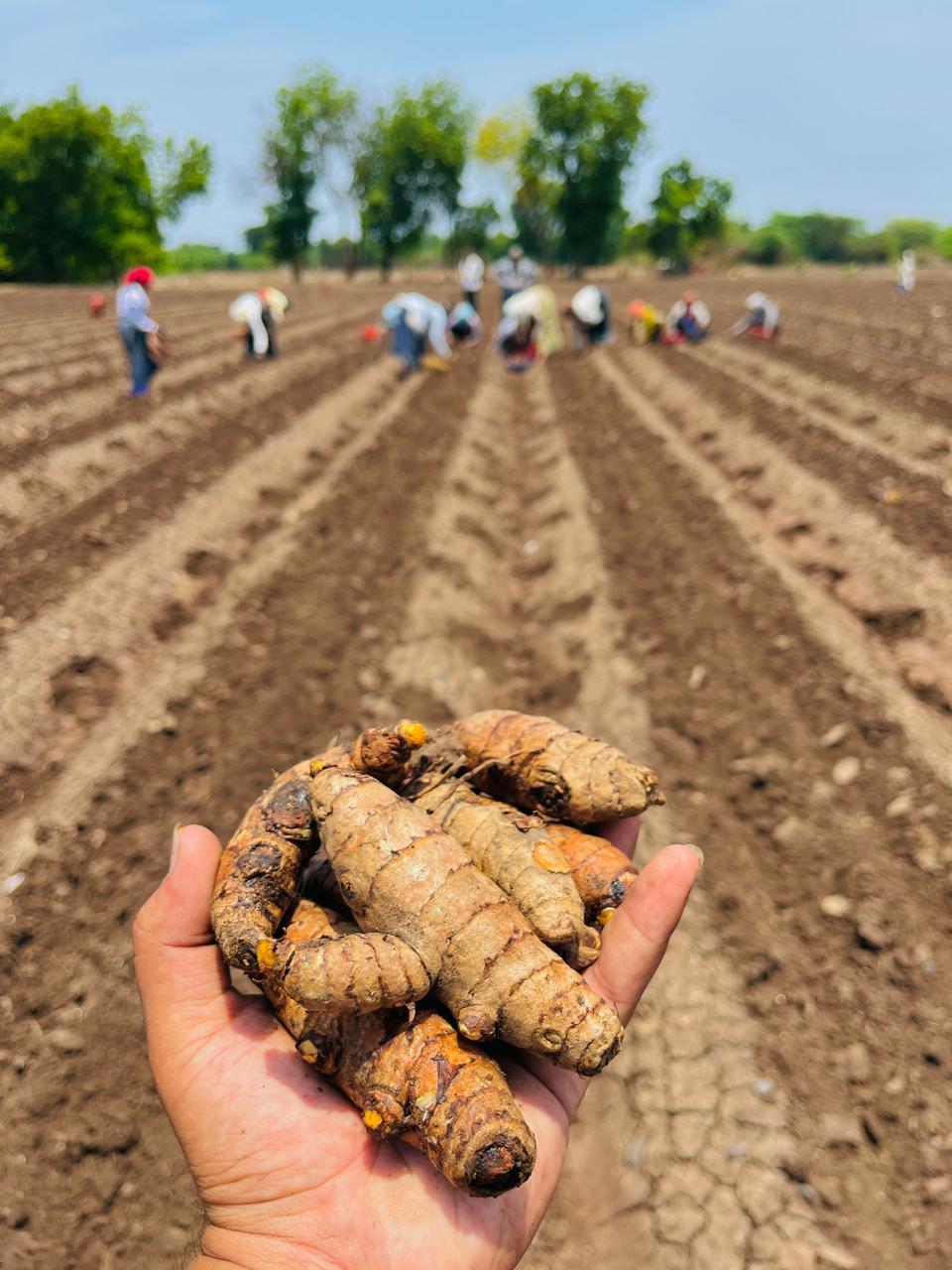 Harvested turmeric in the foreground with laborers working in the field in the background. (Source: CKA Archives)