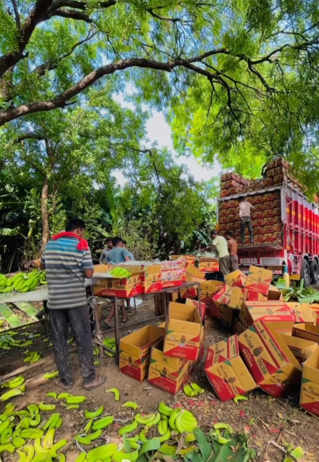 The harvested Bananas are being packaged and loaded onto trucks to be shipped worldwide. (Source: CKA Archives)