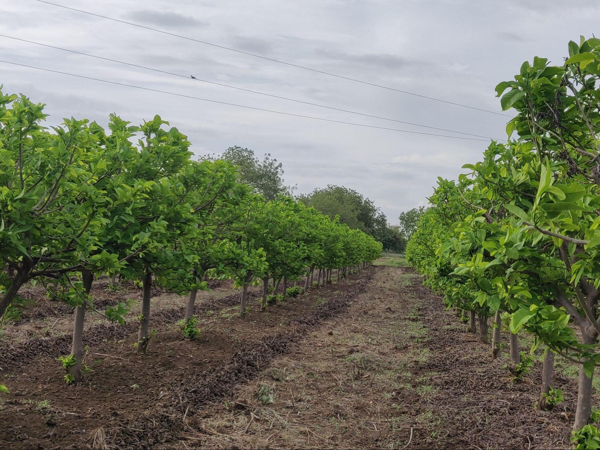The Lush Green Custard Apple Orchard. (Source: CKA Archives)