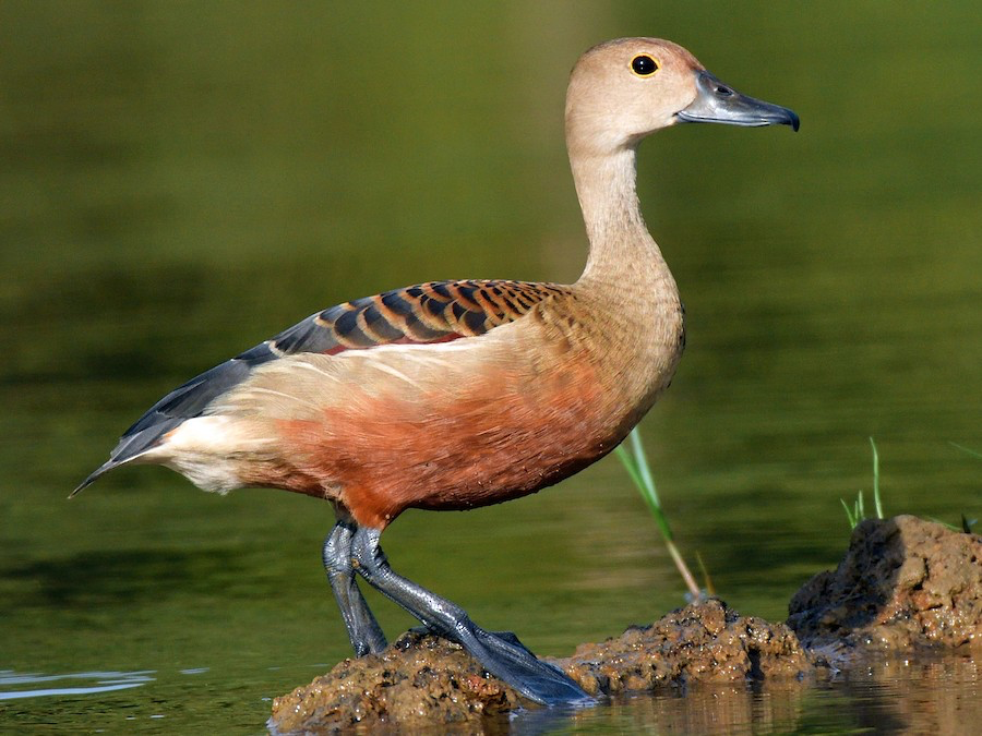 Among the notable birds found in Jalna are the Lesser Whistling Duck (above), Bar-headed Goose, and Ruddy Shelduck, which are often spotted in wetlands and water bodies.