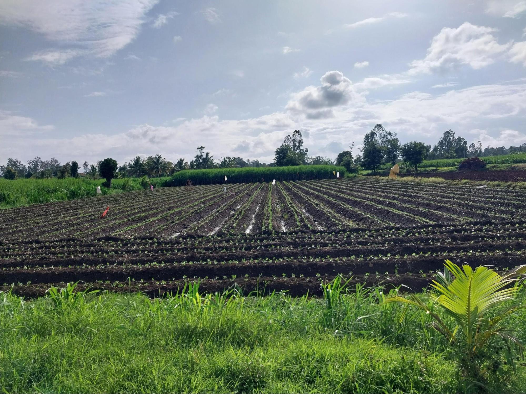 A Farm in Karvir taluka of Kolhapur. The black soils of the district are very fertile. (Source: CKA Archives)
