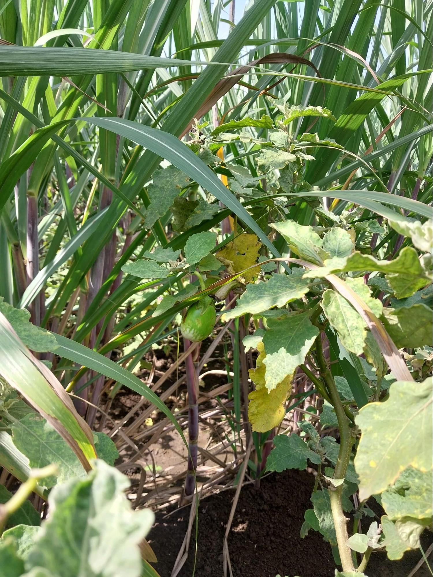 An unripe Brinjal/Eggplant on a farm. (Source: CKA Archives)