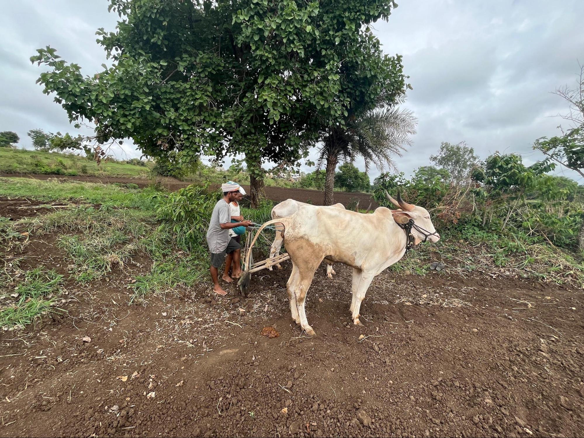 Farmers carrying out ‘Nangaran’ or plowing with the help of Bulls. (Source: CKA Archives)
