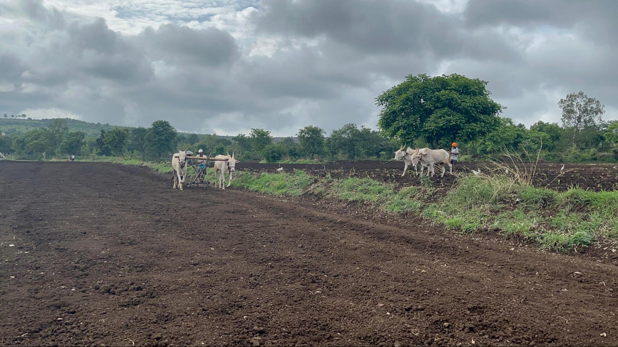 Farmers carrying out ‘Nangaran’ or plowing with the help of Bulls. (Source: CKA Archives)