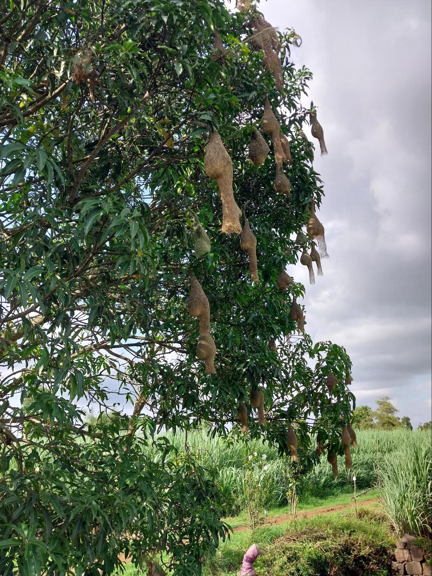 It is believed that if a bird builds its nest low in a tree, it's said that there won't be a flood. But if the nest is high up in the tree, it means a flood might be coming. (Source: CKA Archives)