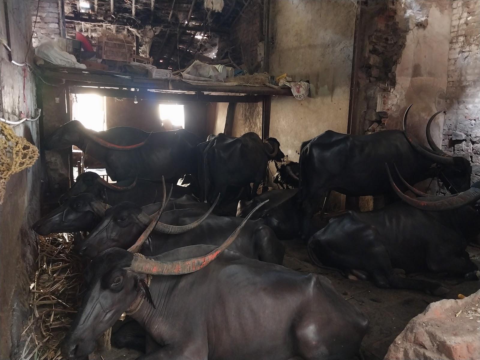 Buffalo gotha at Shivaji peth, Kolhapur (Source: CKAArchives)