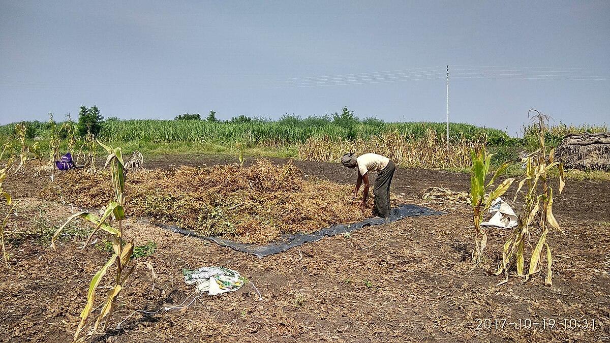 Soybean being harvested near Shirur Anantpal