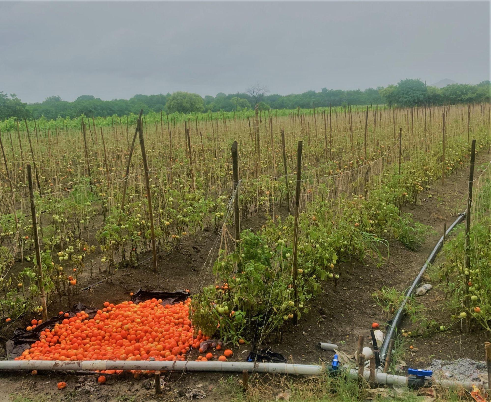 Tomato Farm in Latur, the process of Staking is displayed here. (Source: CKA Archives)