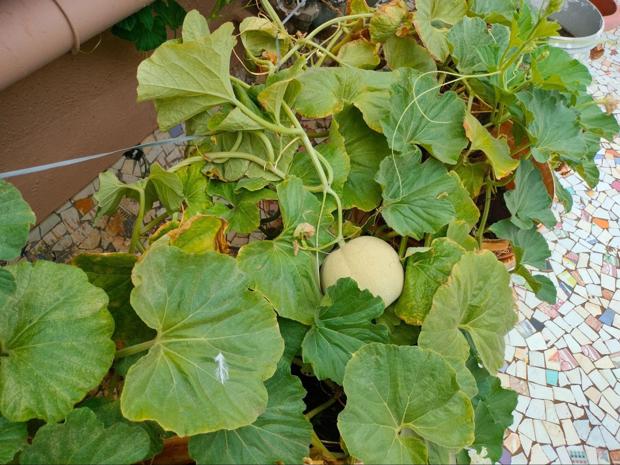 A pomegranate shrub on Aarti’s farm. (Source: CKA Archives)