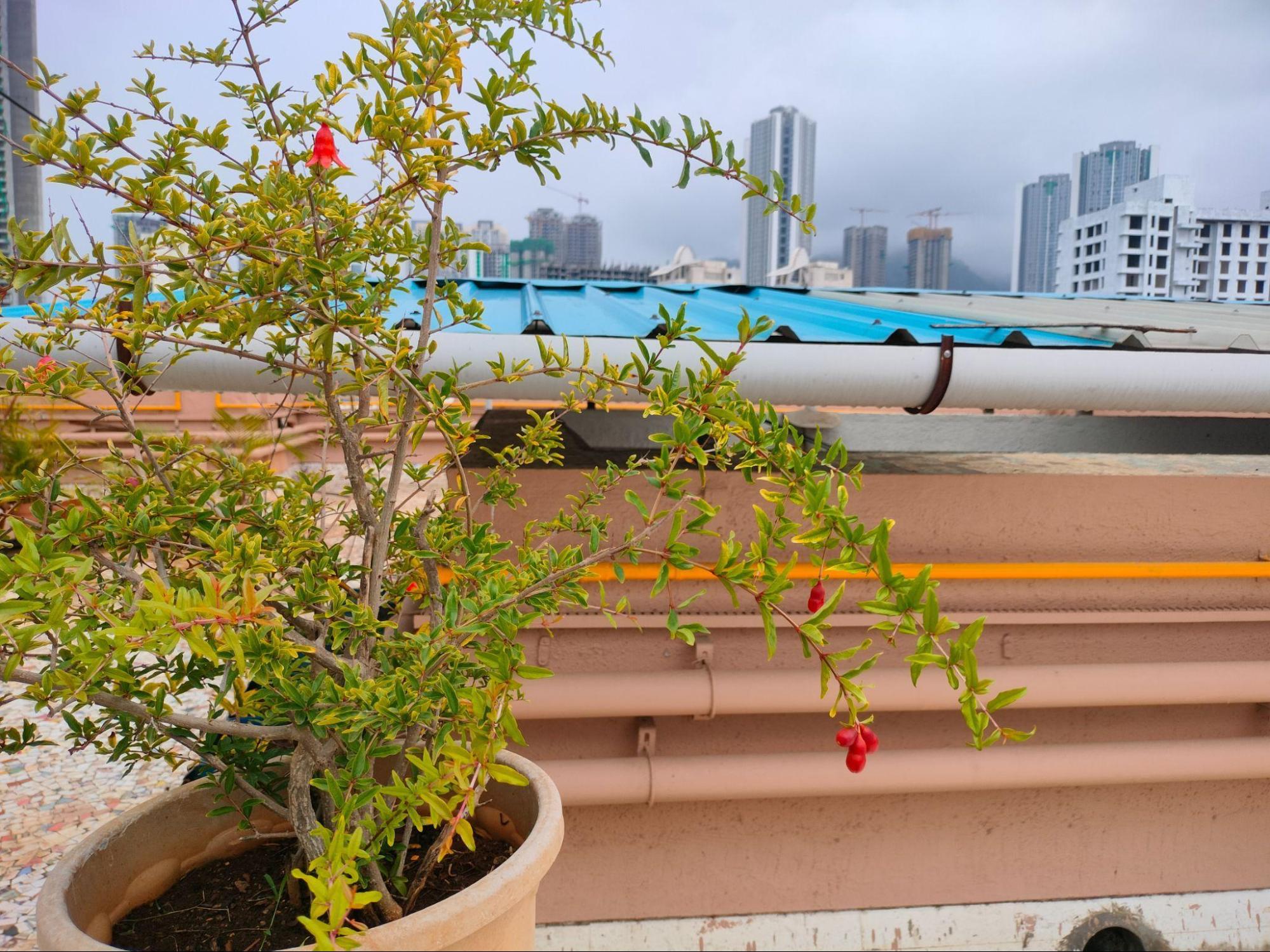 A pomegranate shrub on Aarti’s farm. (Source: CKA Archives)