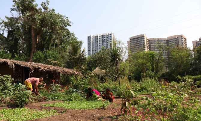 Farms in Aarey, one can notice the high-rise buildings of Mumbai in the background.