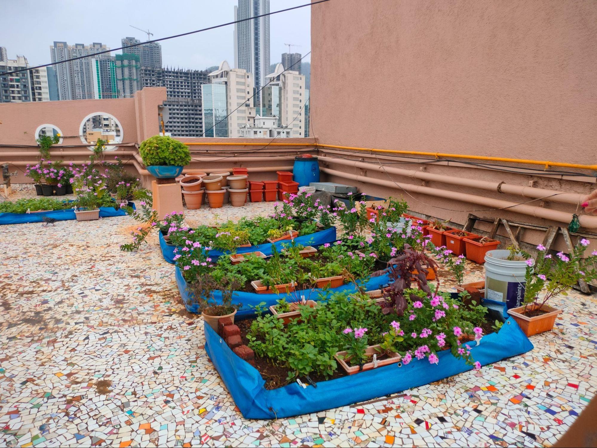 Soil beds that Aarti used for her crops. (Source: CKA Archives)