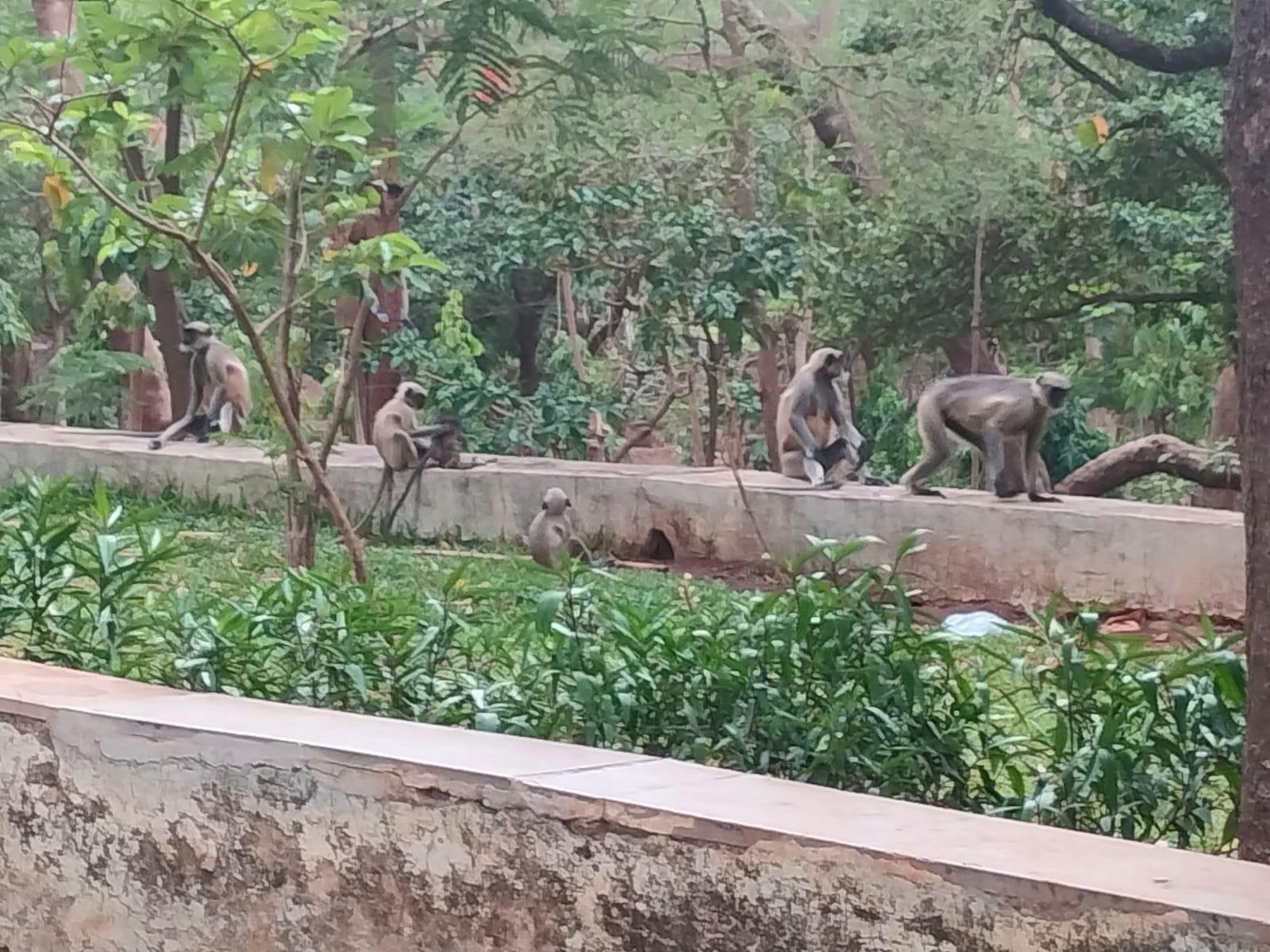 Three species of monkeys can be commonly found in the park, Bonnet Macaque, Rhesus Macaque, and Macaca Silenus, alongside the common langurs. Among these, the report notes that Bonnet Macaque stands out as native to the region, while the Rhesus Macaque is an introduced species. (Source: CKA Archives)