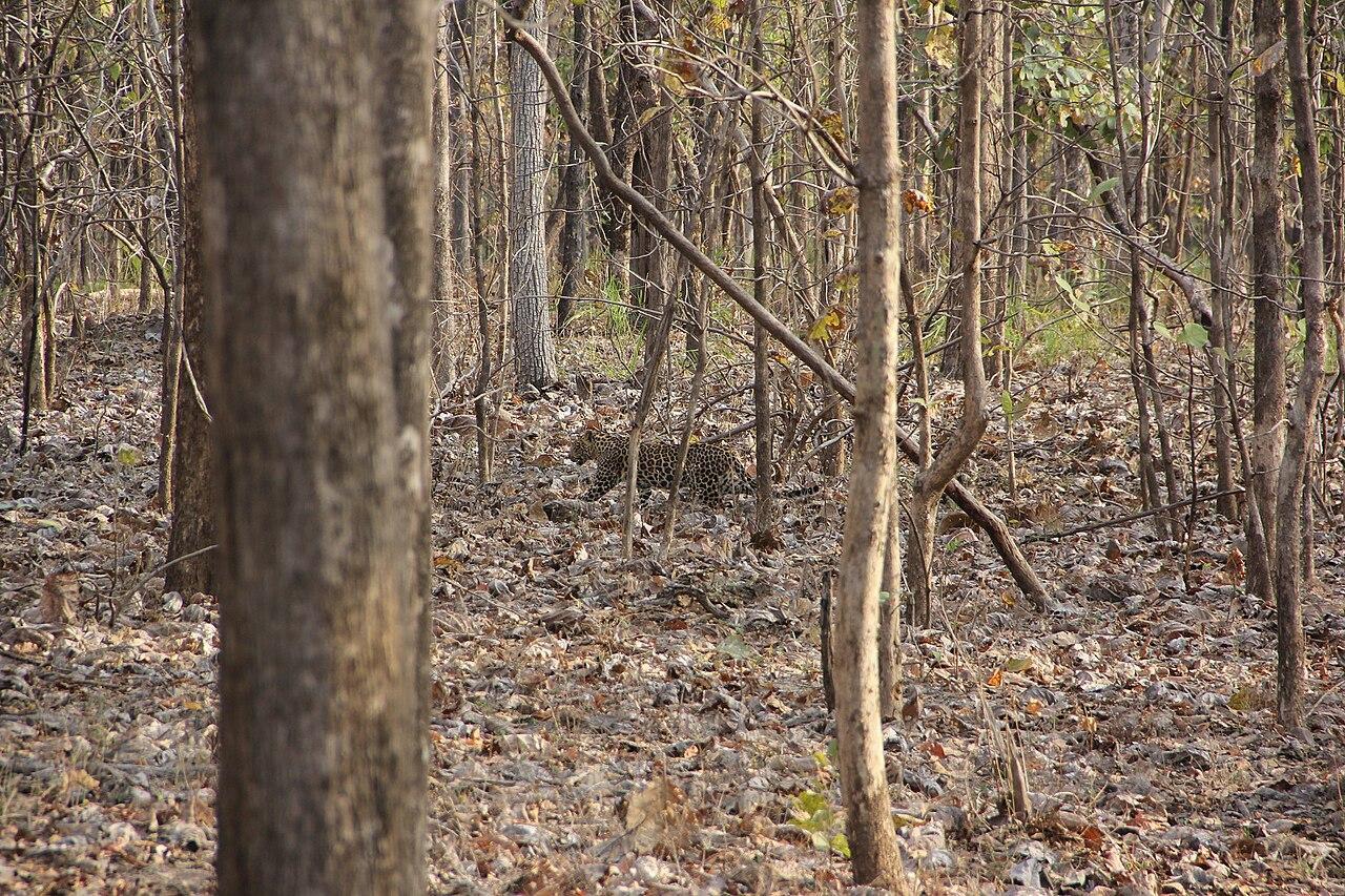 A leopard in Pench forest