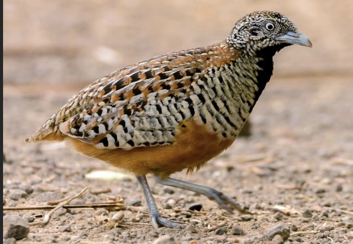 Button Quail
