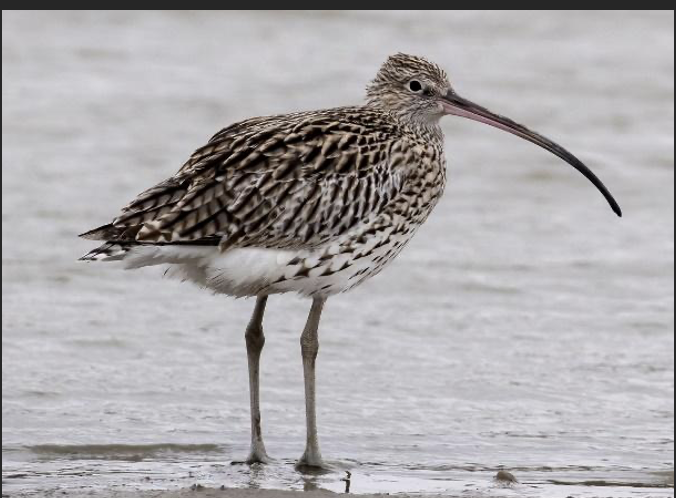 Eurasian Curlew