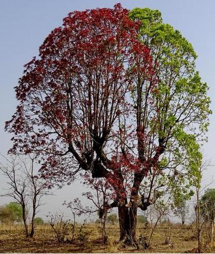 Mahua Tree