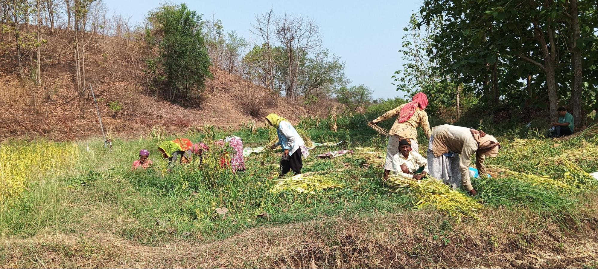 Laborers and Farmers working in a field in Nandurbar. (Source: CKA Archives)