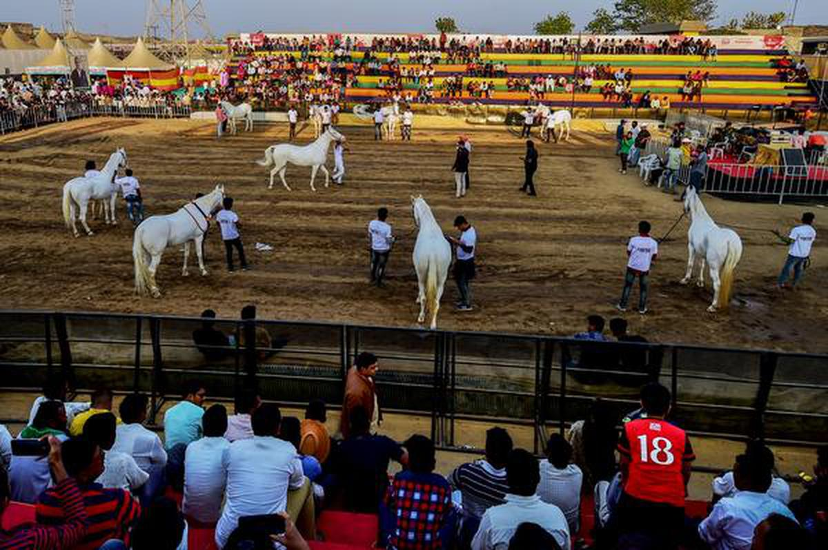 The annual Chetak Festival at Sarangkheda celebrates Nandurbar’s centuries-old horse-trading legacy.