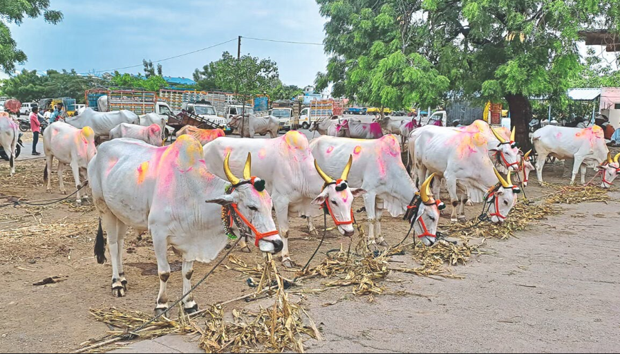 Nampur Ox Market (Source: CKA Archives)