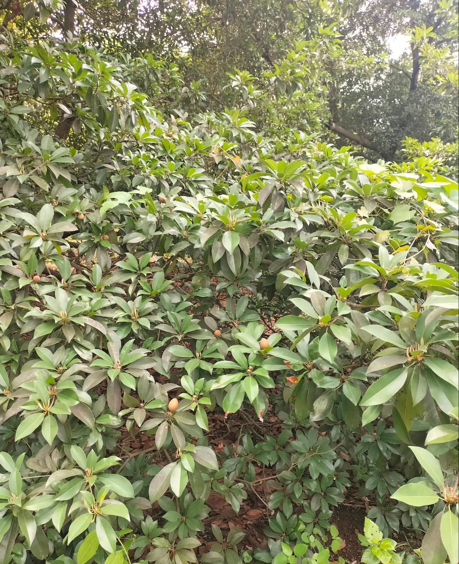 Unripe Chikoos (Sapota). (Source: CKA Archives)