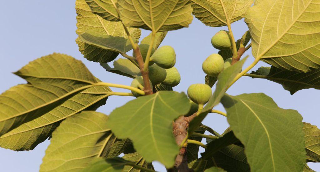 The Purandar variety of figs.