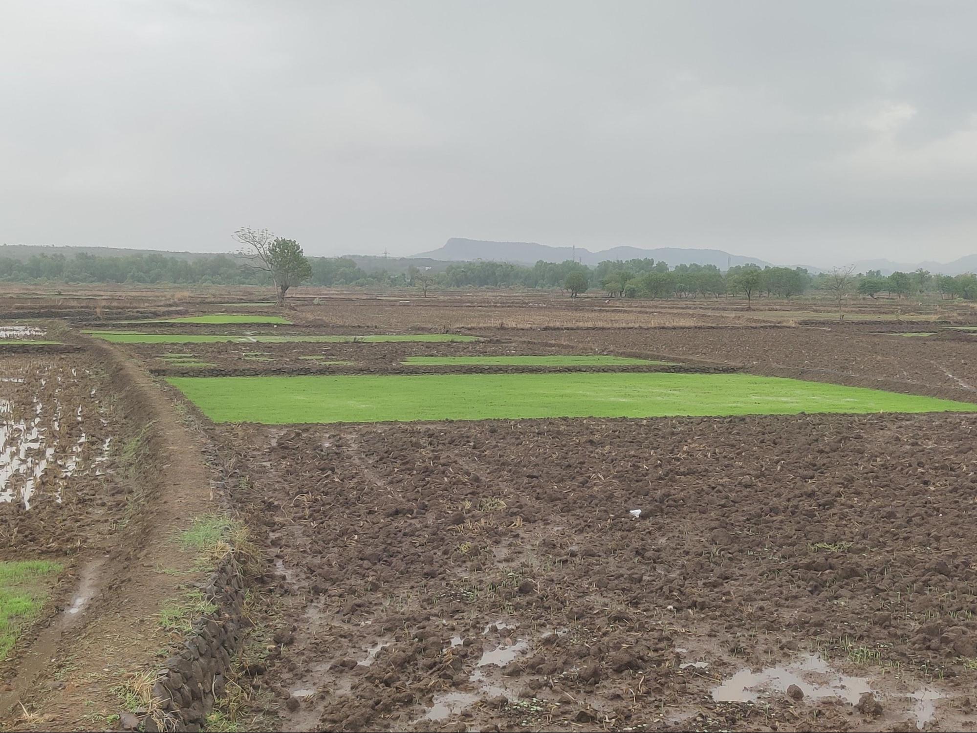 Rice seeds are being sown by farmers in their fields just after a few showers of the Monsoon. (Source: CKA Archives)