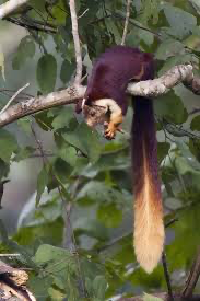 Smaller mammals are well represented, with the Indian Giant Squirrel (Ratufa indica) being particularly notable in the semi-evergreen forests.