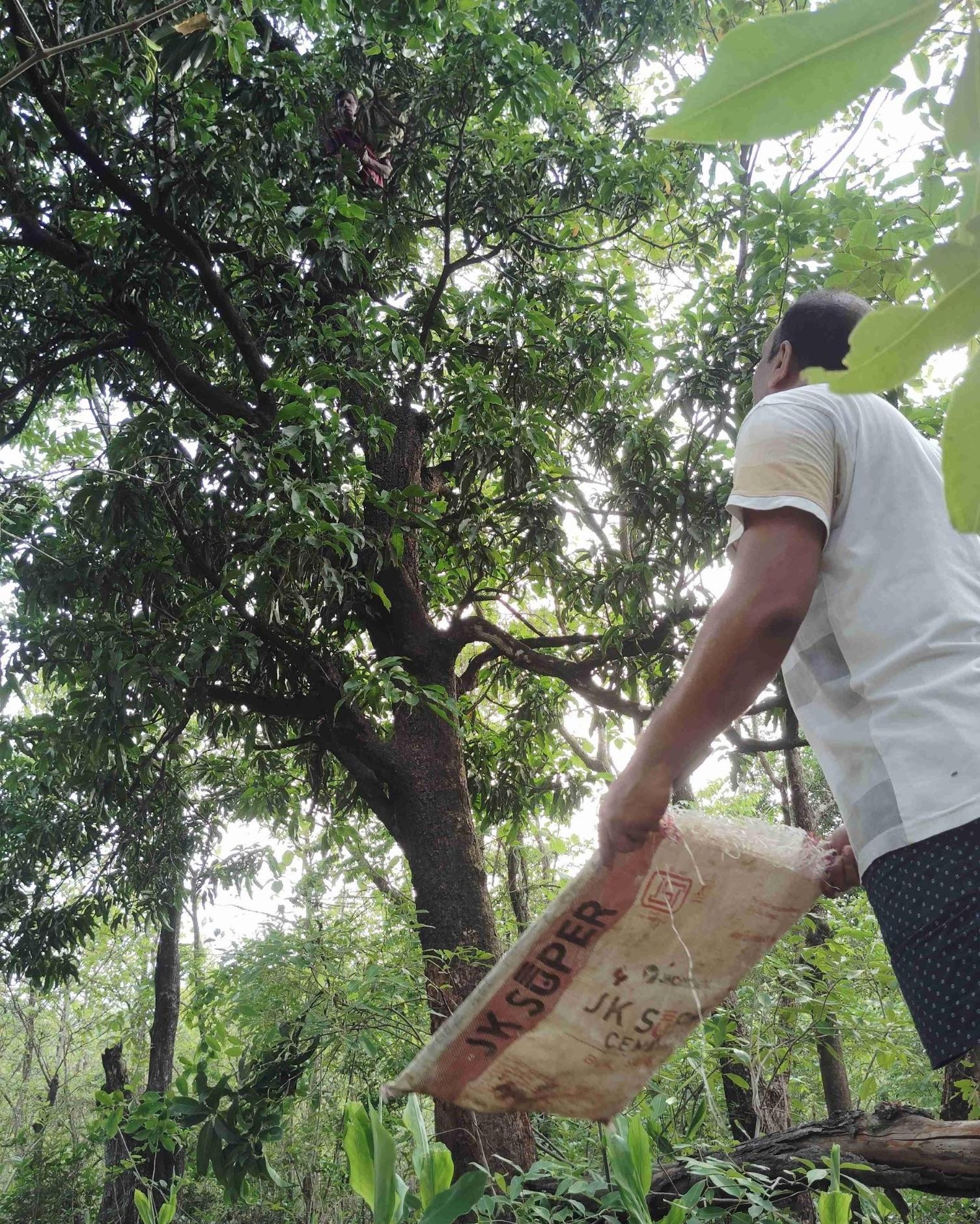 Mangoes are being picked in Lote, Khed. One can notice the person above the tree throwing the picked mangoes down. (Source: CKA Archives)