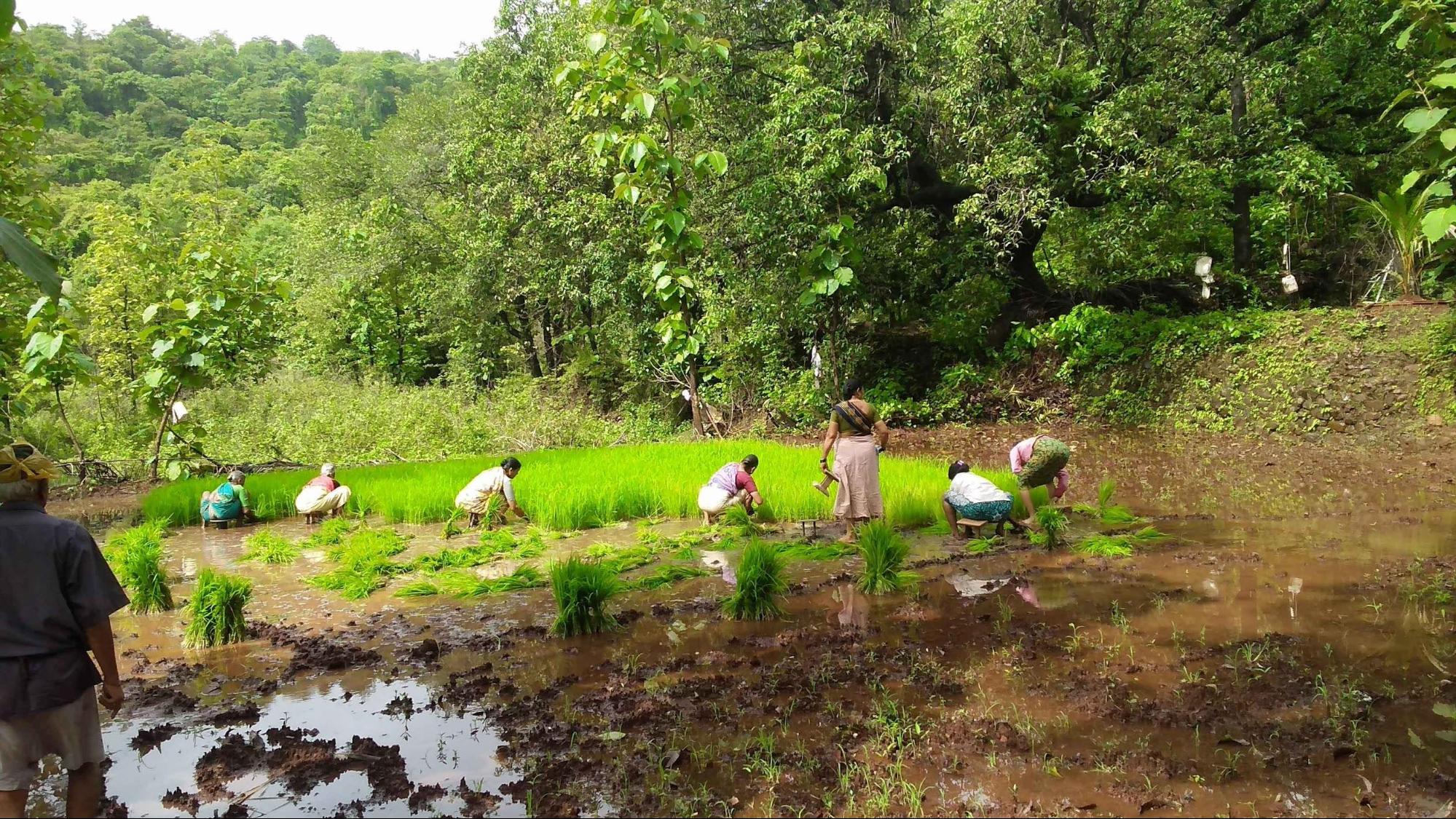 One can call Lavni the most important step in the cultivation of Paddy; women and men both enthusiastically participate in this. (Source: CKA Archives)