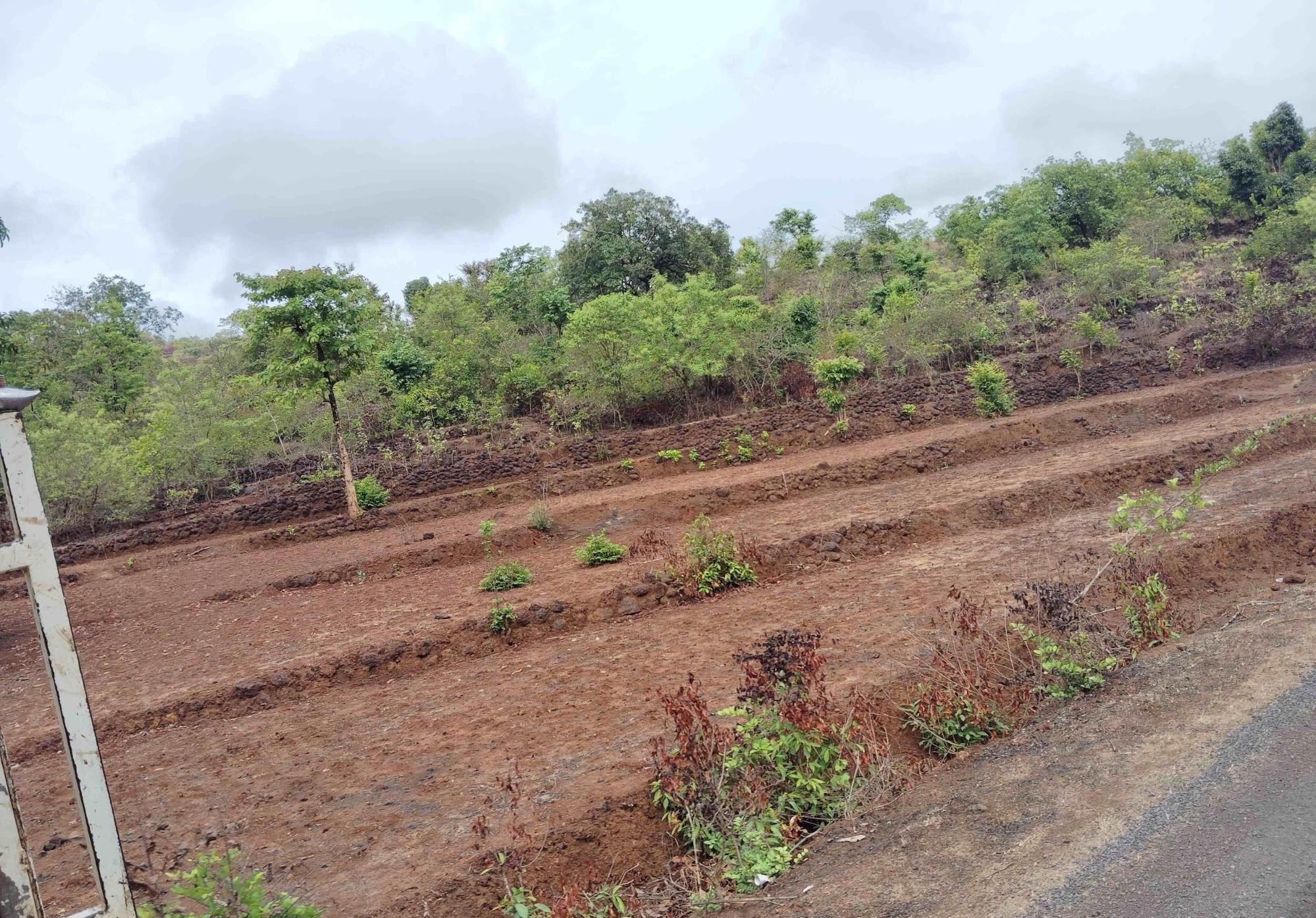 Step Farming on a hill, Guhagar Taluka. (Source: CKA Archives)