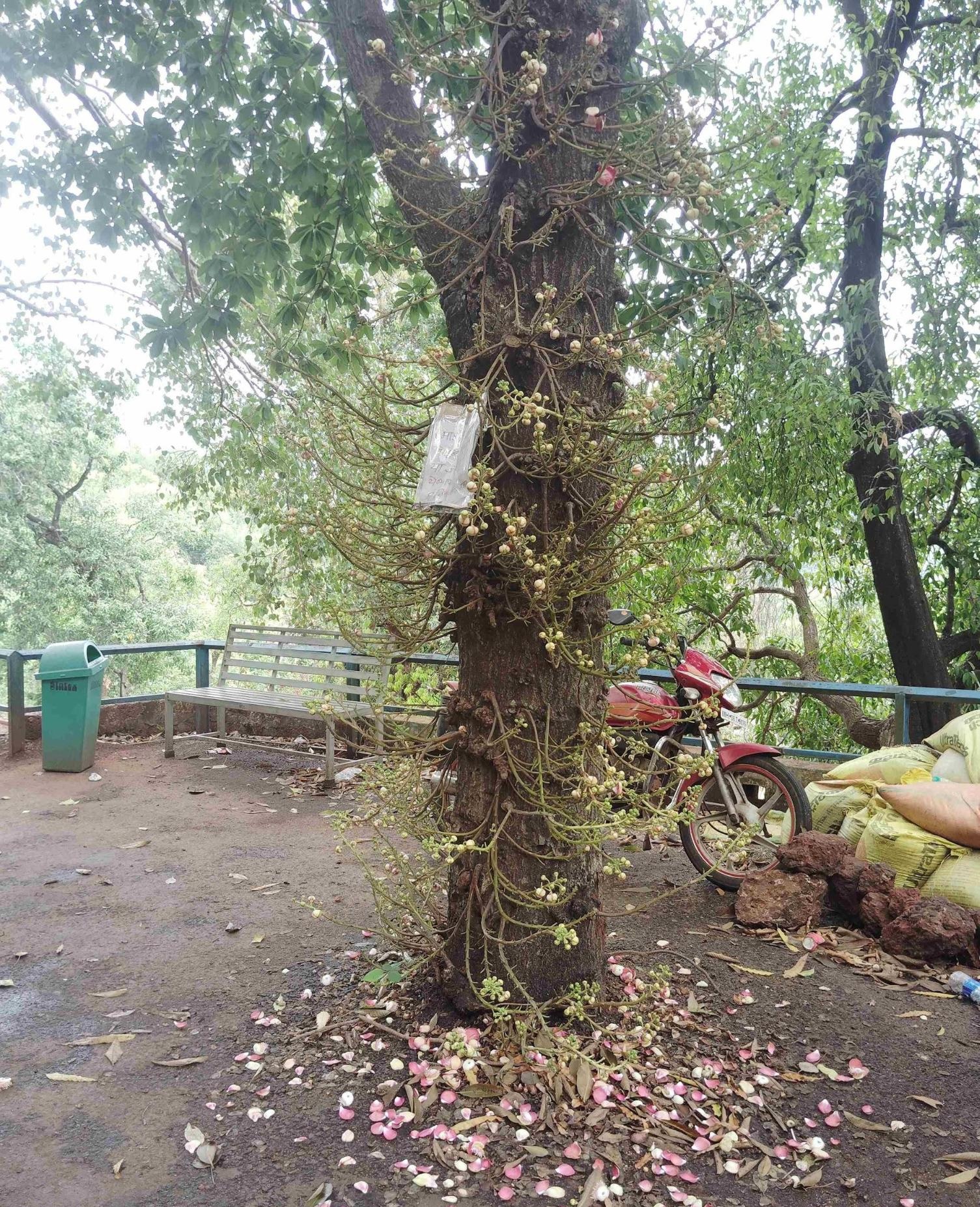 The Jungle Flame Flower serves as a natural indicator, with its blooming traditionally signaling the approach of monsoon season (Source: CKA Archives)