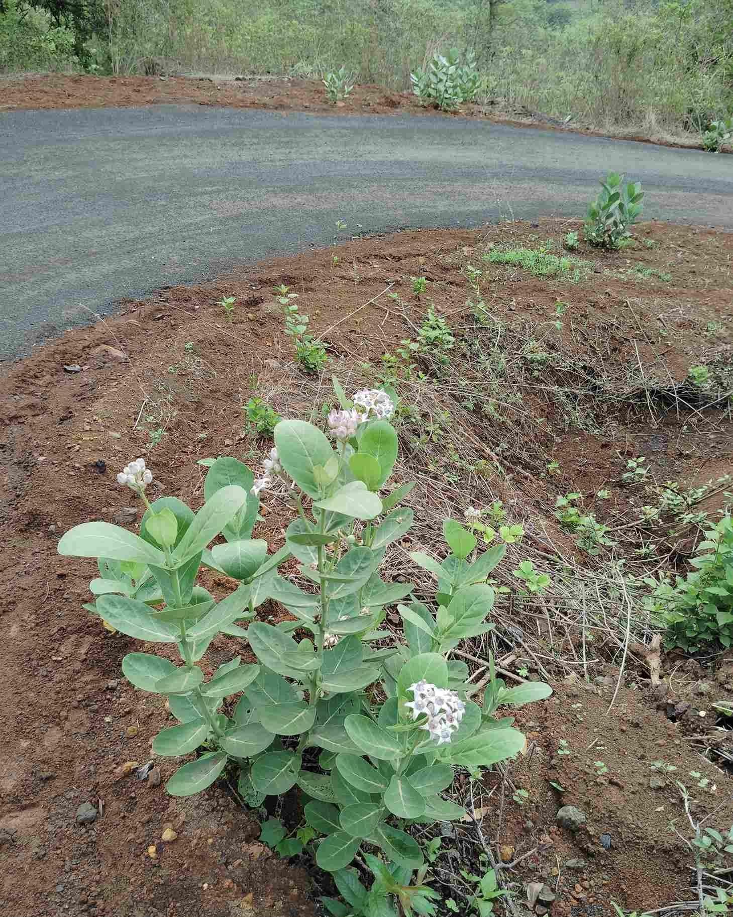 The Crown Flower (Rui), known for its velvety-textured leaves, plays a role in religious practices, with its leaves fashioned into malas for Maruti's murti every Saturday (Source: CKA Archives)