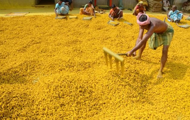 Turmeric Production in Sangli