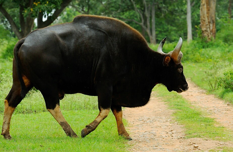 The gaur or Indian bison (Gava), recognized as the largest of all bovines, is found on the Rundhiv plateau. The Indian fox (Kolha) is widespread across the district in both open country and forested areas.